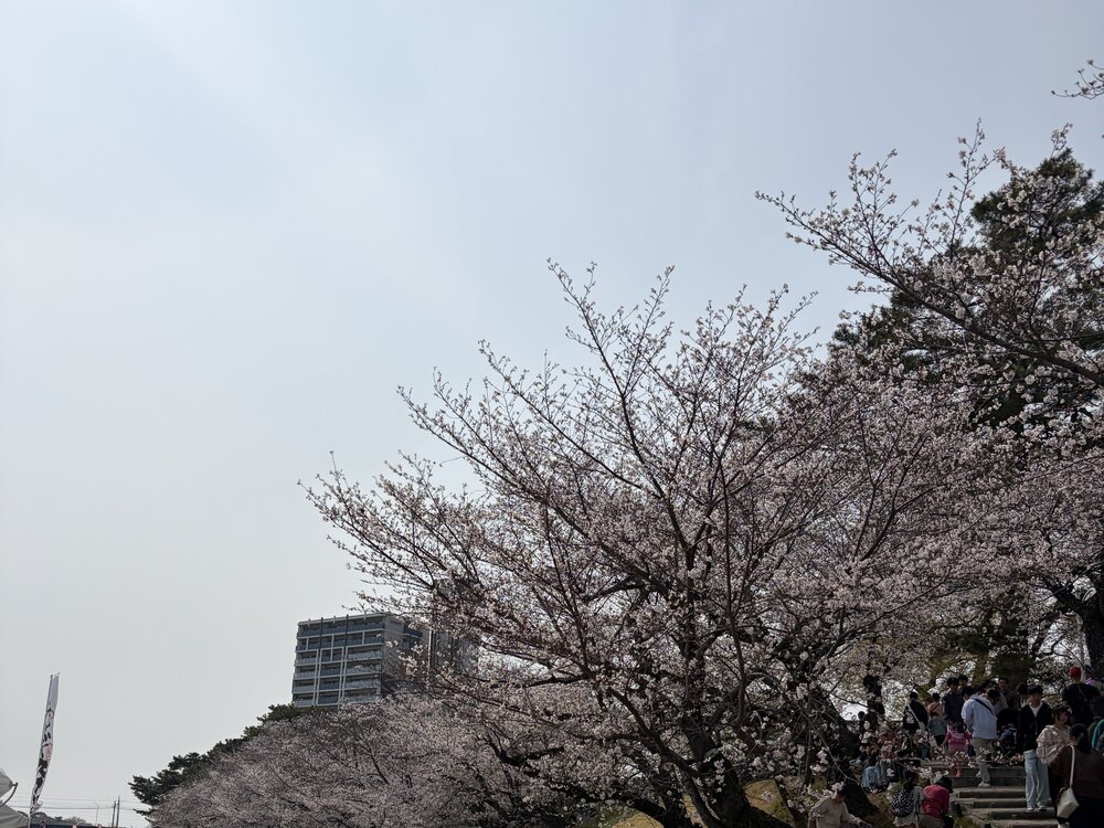春到来！実習生とお花見に行ってきました🌸